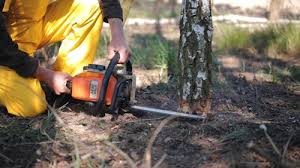 Best Pest Control for Lawns  in Yuma, AZ