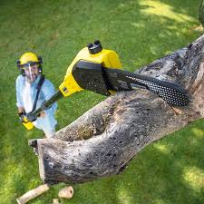 Best Tree Trimming and Pruning  in Yuma, AZ