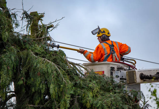 Trusted Yuma, AZ Tree Care Experts