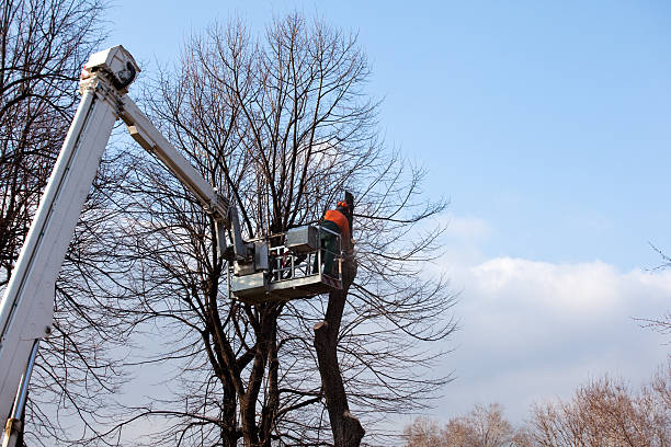 Best Firewood Processing and Delivery  in Yuma, AZ
